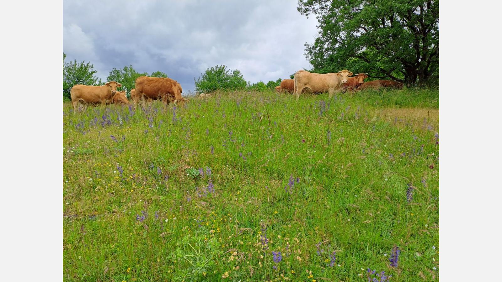 vaches