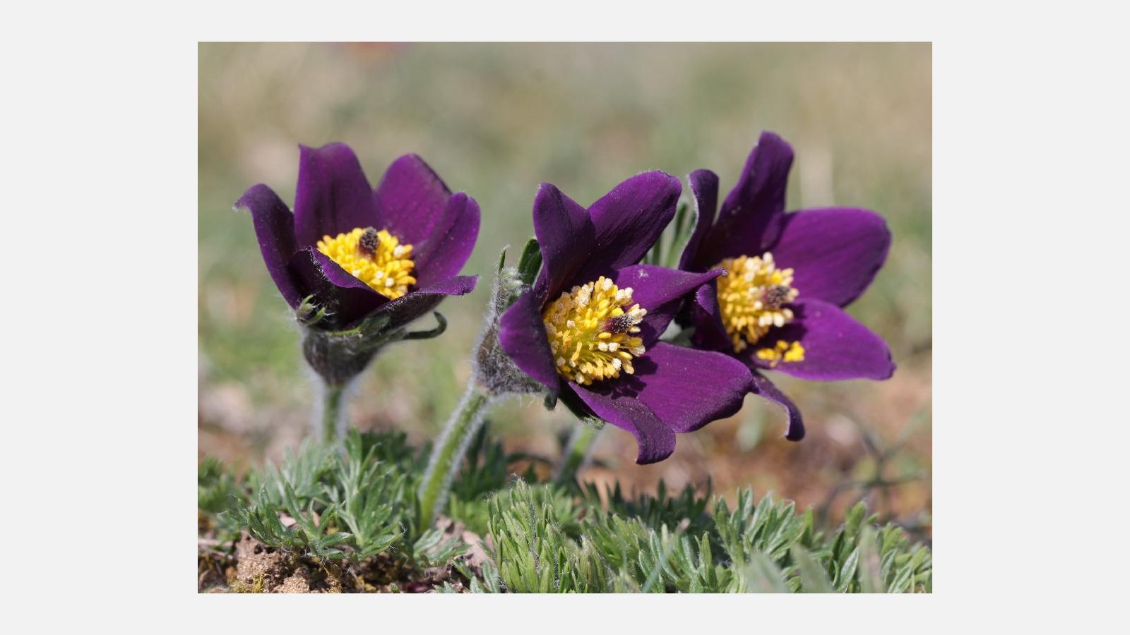 anemone
