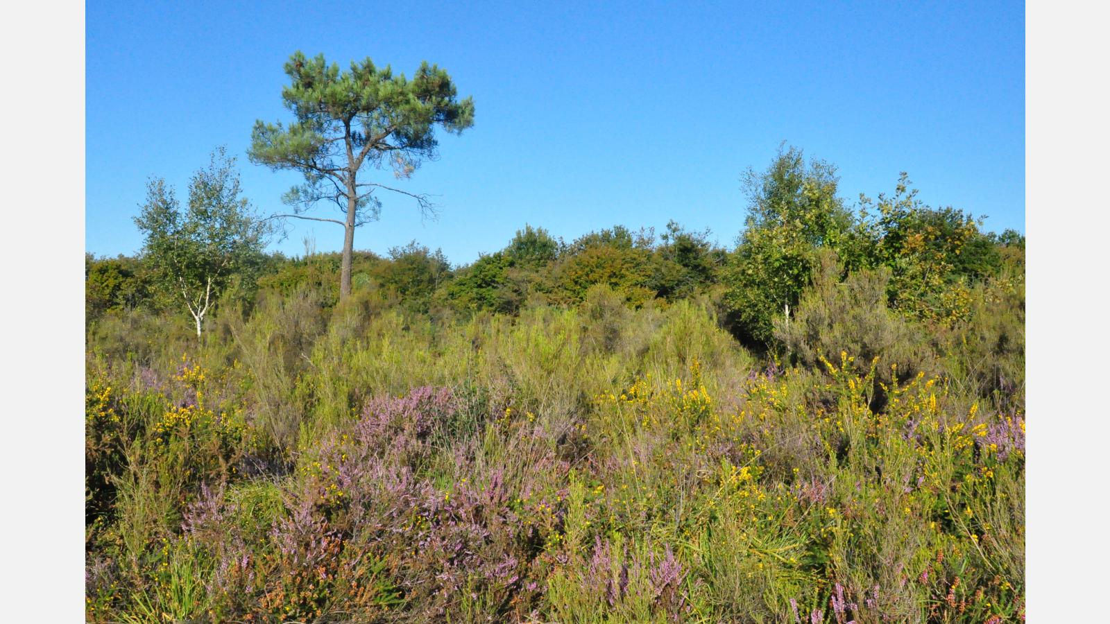landes