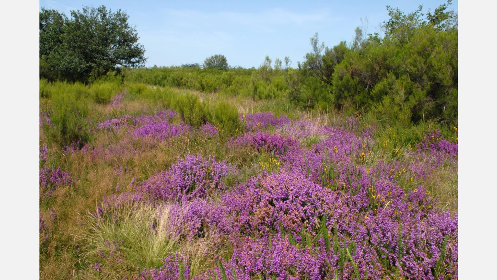 landes