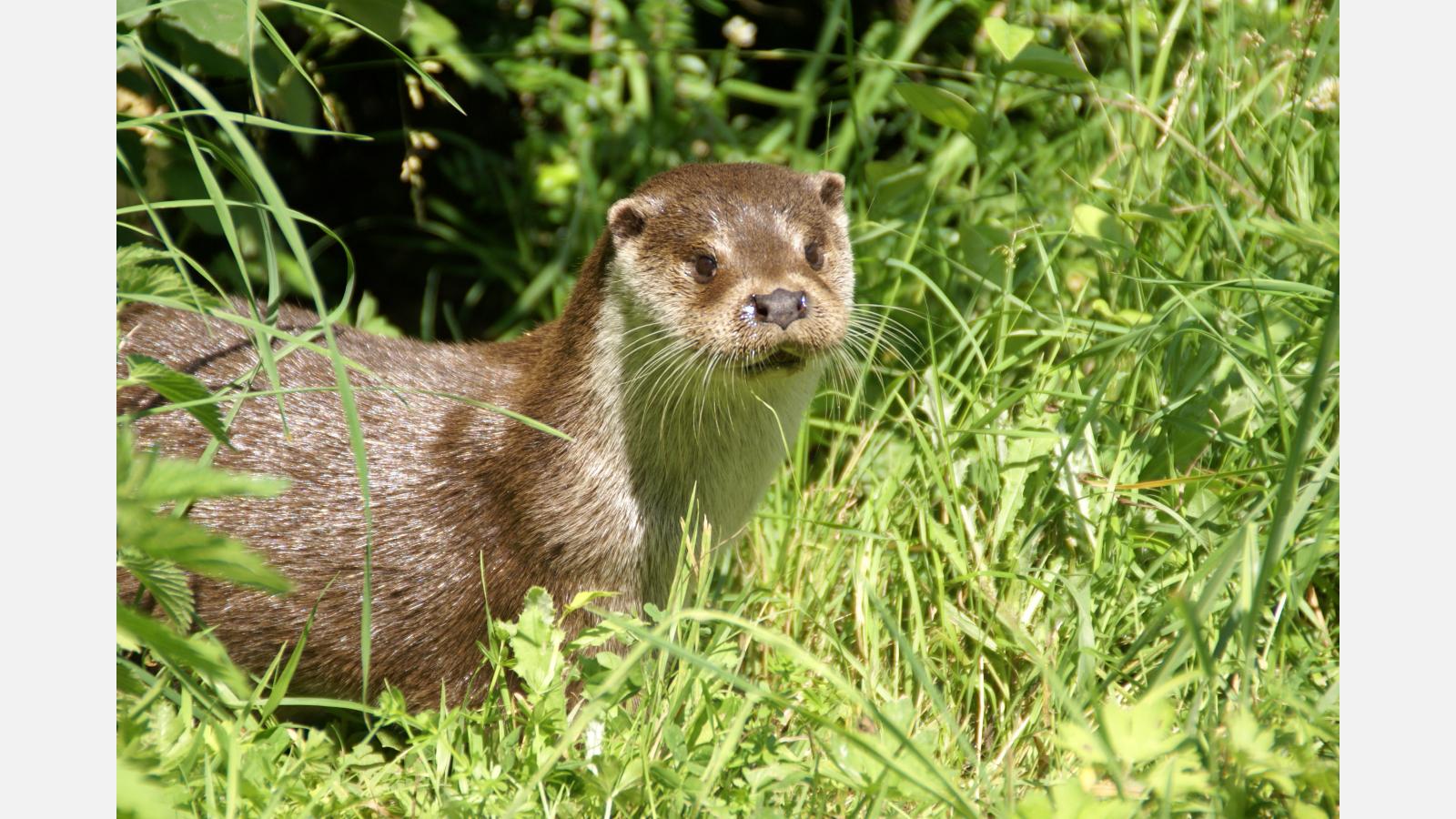 loutre