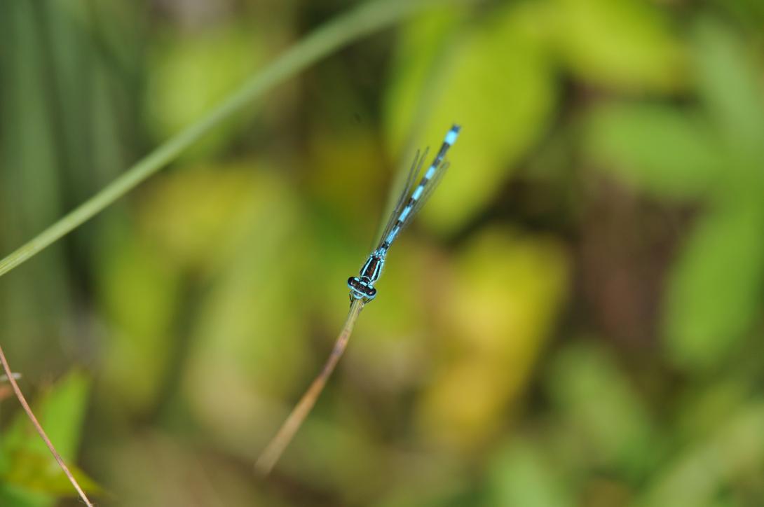 agrion