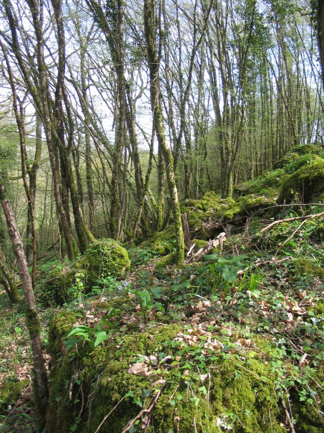 Bois de pente