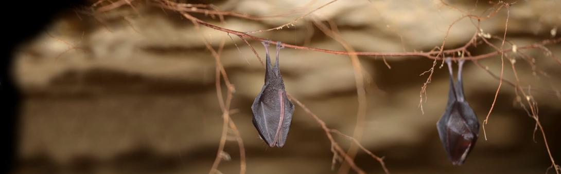 Petit rhinolophe