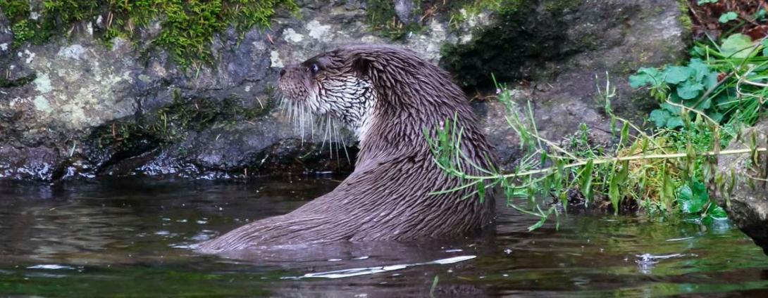 loutre