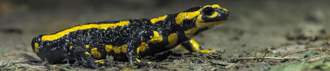 salamandre