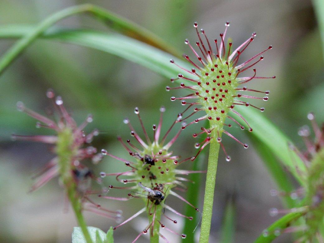 drosera