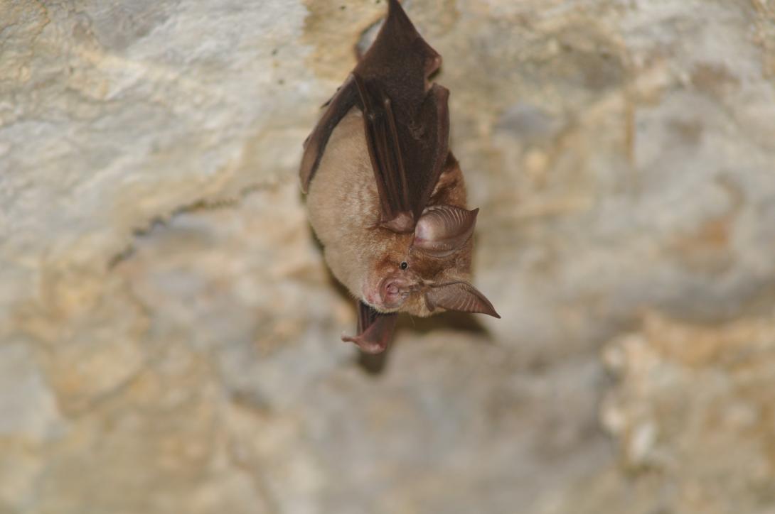 rhinolophe