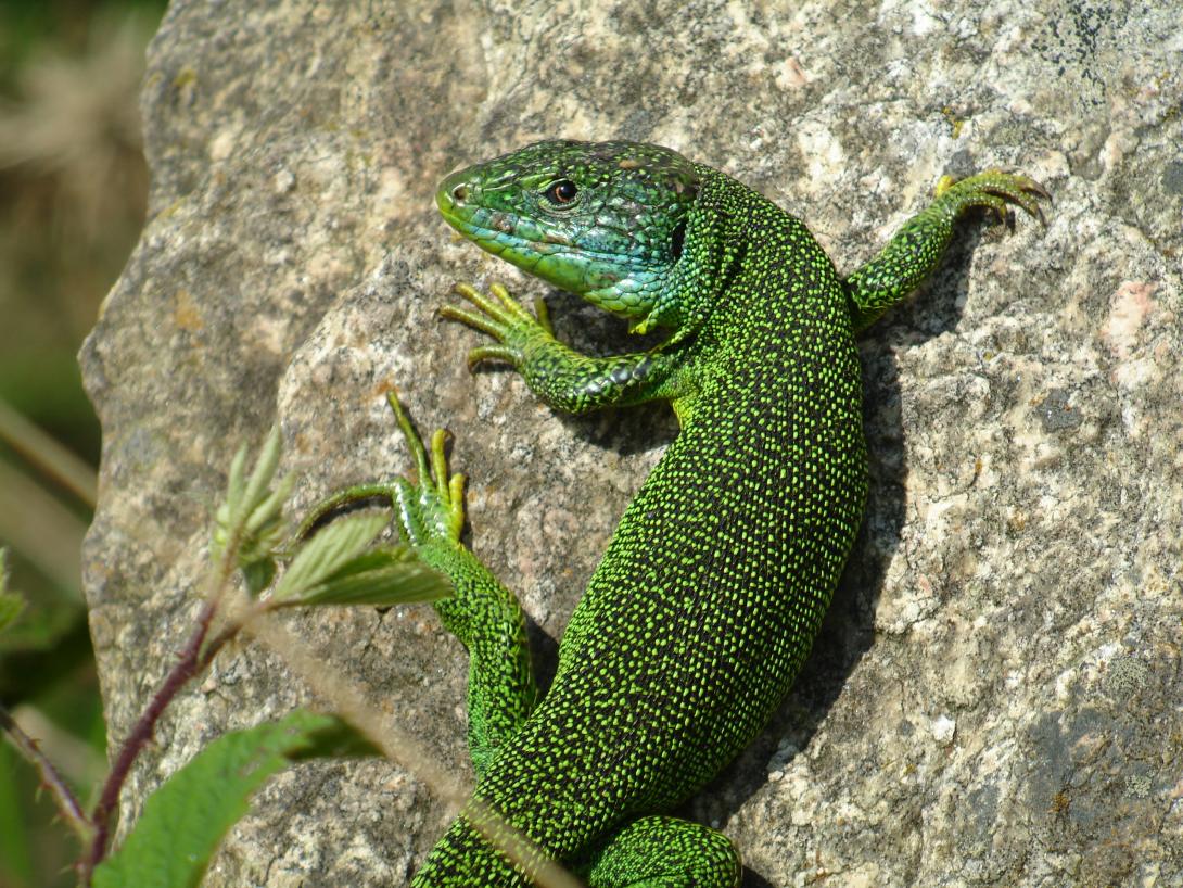 Lézard vert
