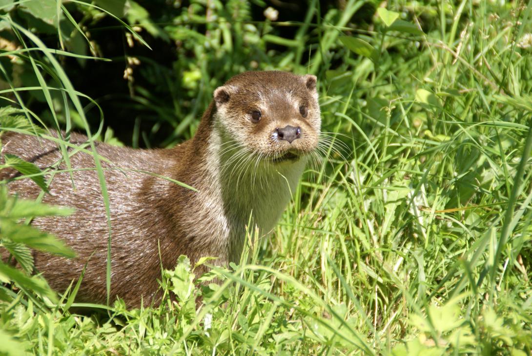 loutre