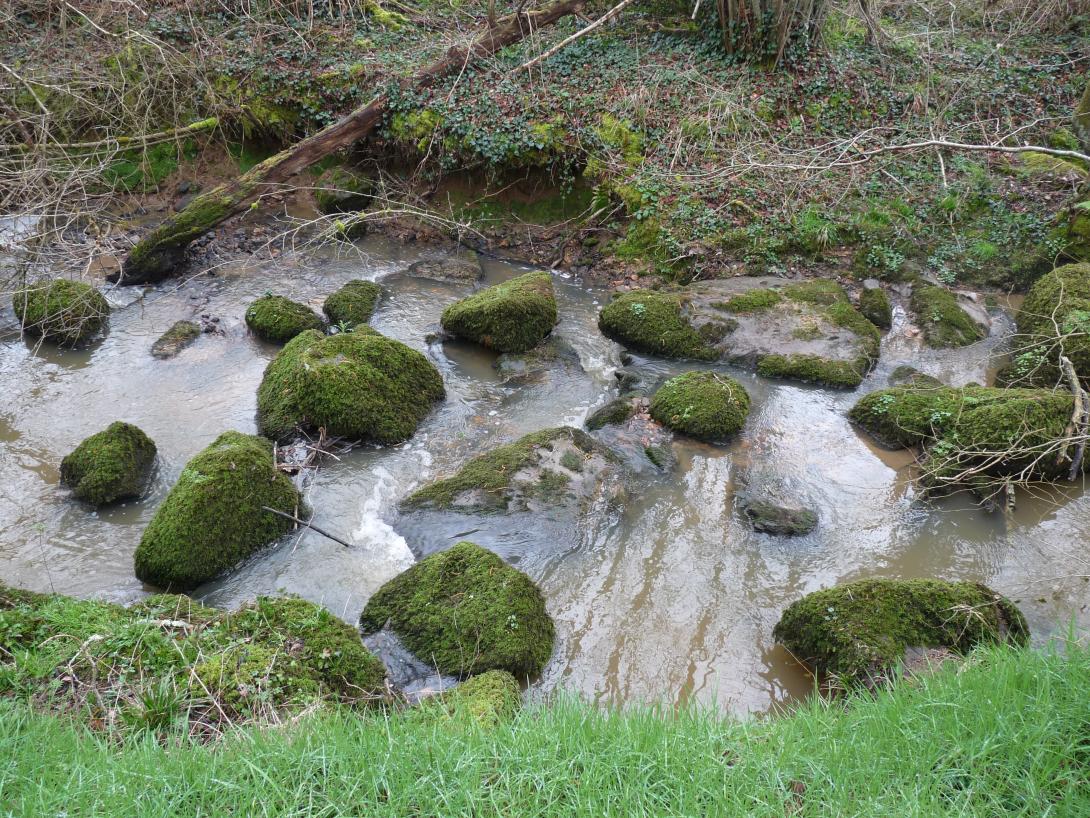 Salleron