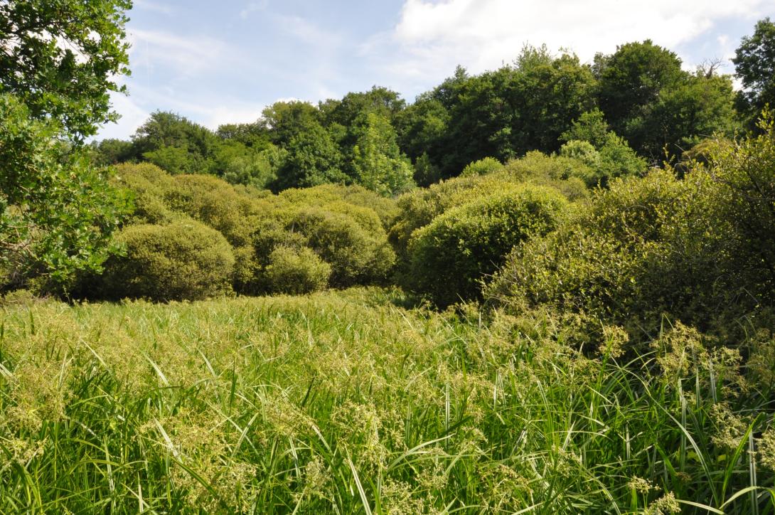 prairie