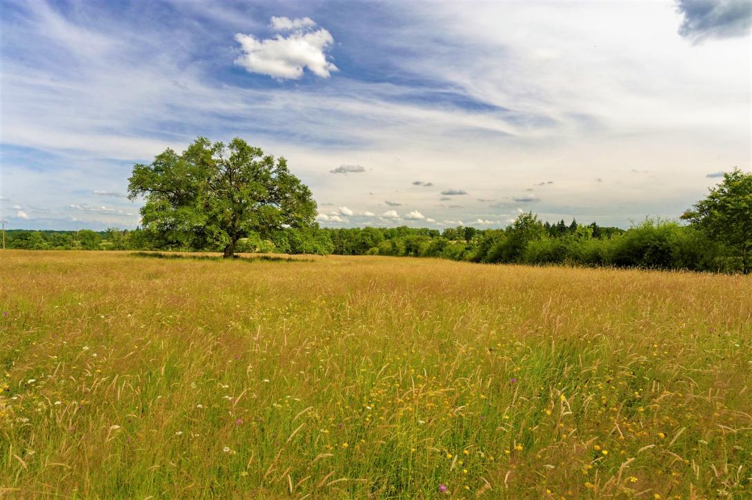 prairie