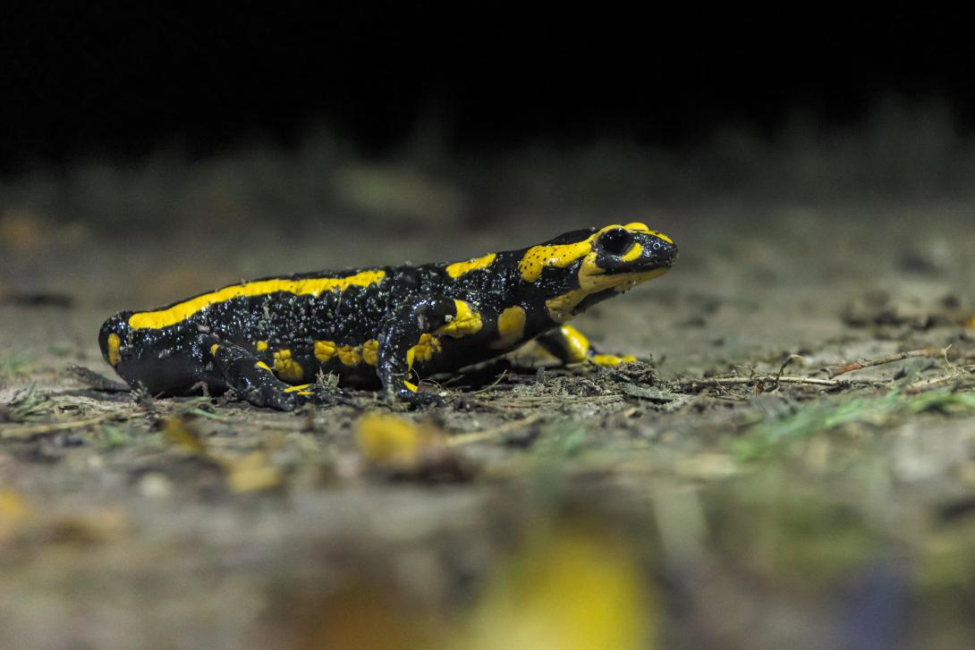 salamandre