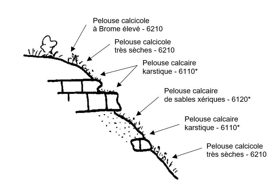 schéma pelouses