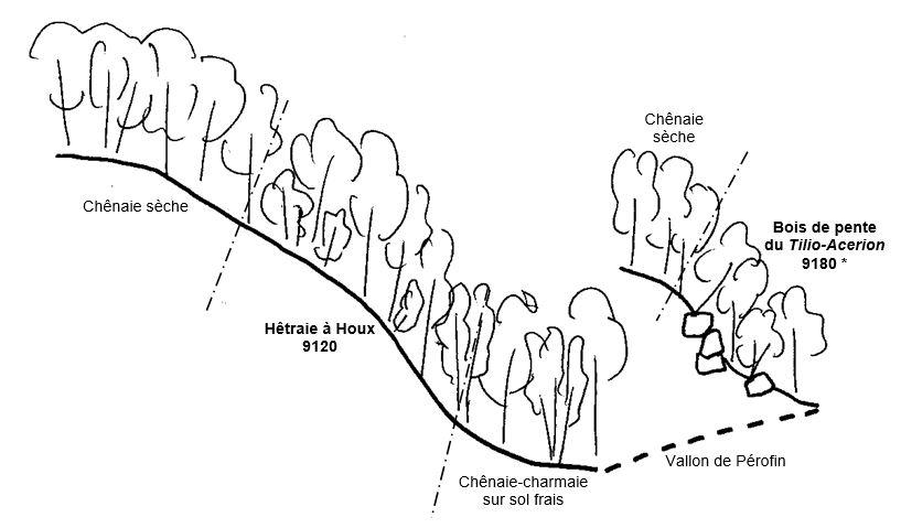 schéma forêt