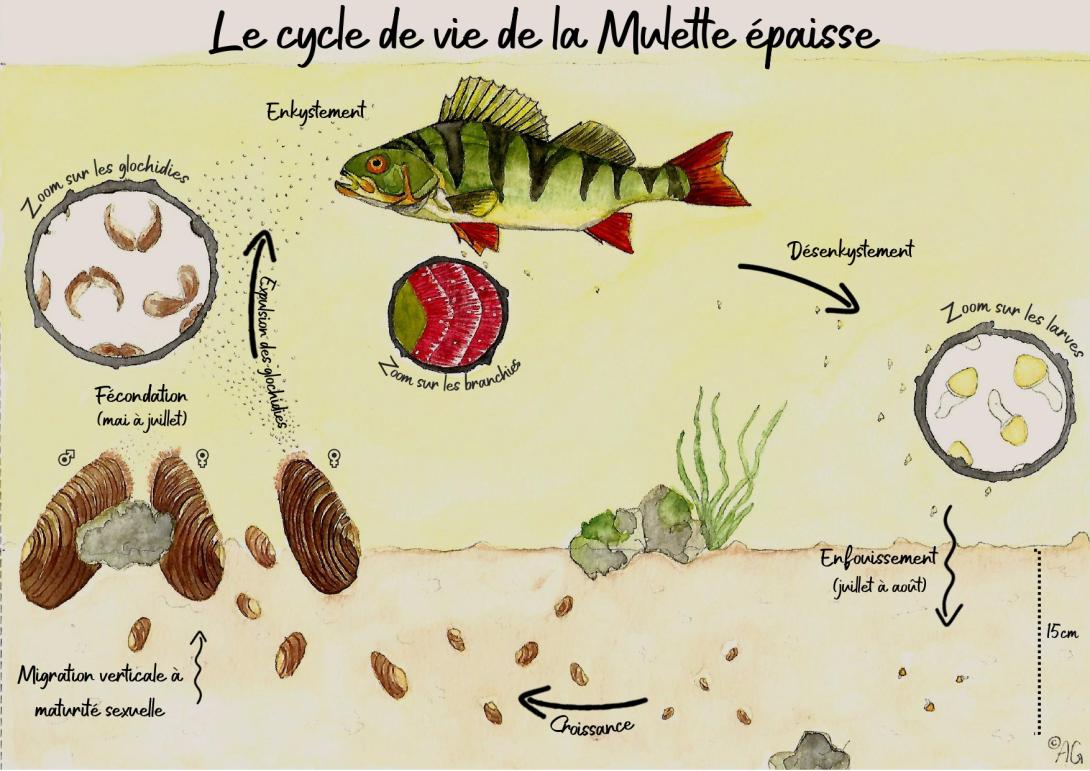 cycle
