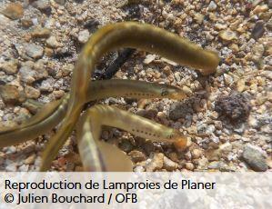 lamproie